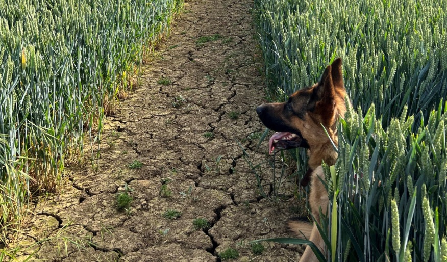 An image of a dog on the walk